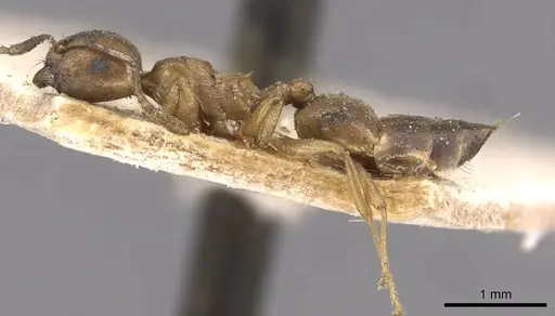 Crematogaster gambiensis specimen CASENT0908608 image casent0908608_3