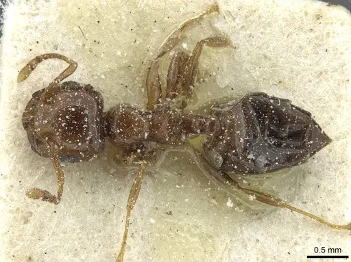 Crematogaster gambiensis specimen CASENT0912799 image casent0912799_1