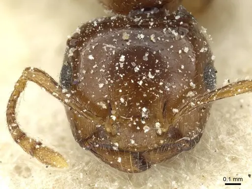 Crematogaster gambiensis specimen CASENT0912799 image casent0912799_2
