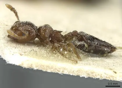 Crematogaster gambiensis specimen CASENT0912799 image casent0912799_3