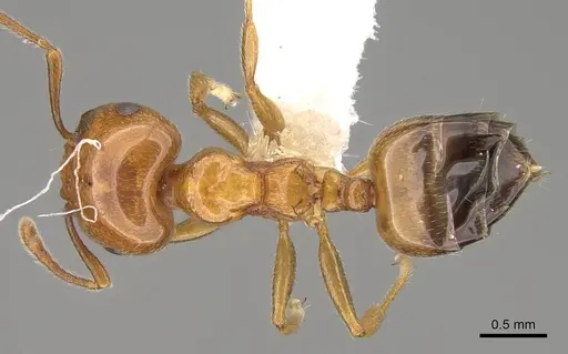 Crematogaster gambiensis specimen CASENT0914189 image casent0914189_1