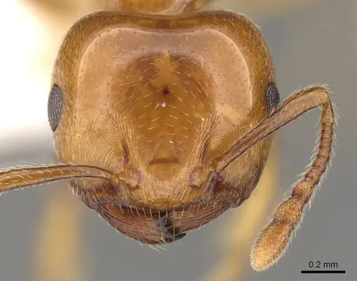 Crematogaster gambiensis specimen CASENT0914189 image casent0914189_2