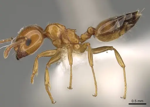 Crematogaster gambiensis specimen CASENT0914189 image casent0914189_3