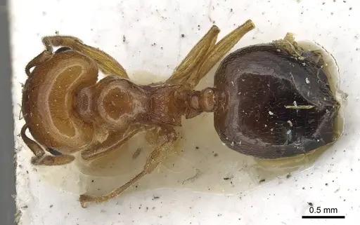 Crematogaster gambiensis specimen CASENT0915369 image casent0915369_1
