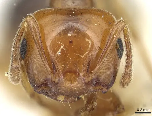 Crematogaster gambiensis specimen CASENT0915369 image casent0915369_2