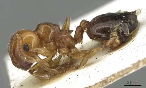 Crematogaster gambiensis specimen CASENT0915369 image casent0915369_3
