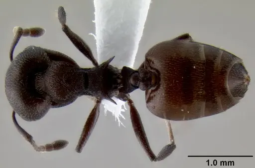 Crematogaster gerstaeckeri specimen CASENT0193739 image casent0193739_1