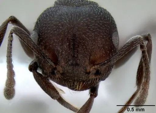 Crematogaster gerstaeckeri specimen CASENT0193739 image casent0193739_2
