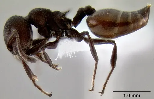 Crematogaster gerstaeckeri specimen CASENT0193739 image casent0193739_3