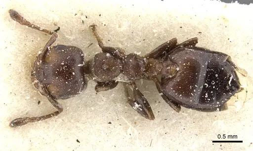 Crematogaster gerstaeckeri specimen CASENT0902107 image casent0902107_1