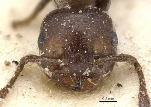 Crematogaster gerstaeckeri specimen CASENT0902107 image casent0902107_2