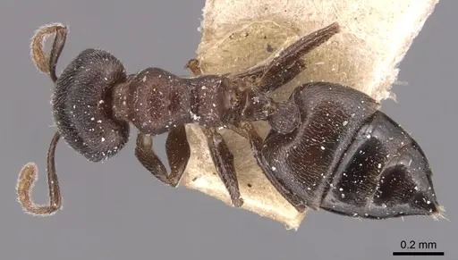 Crematogaster gerstaeckeri specimen CASENT0904509 image casent0904509_1