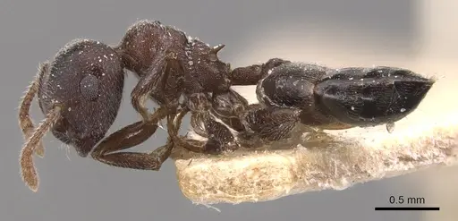 Crematogaster gerstaeckeri specimen CASENT0904509 image casent0904509_3