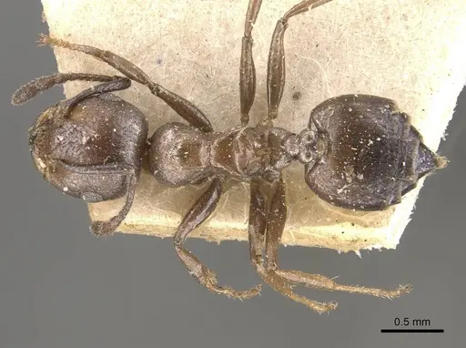 Crematogaster gerstaeckeri specimen CASENT0908520 image casent0908520_1