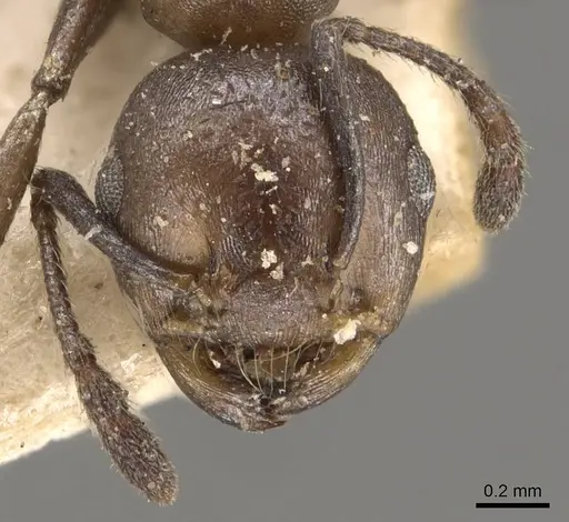 Crematogaster gerstaeckeri specimen CASENT0908520 image casent0908520_2