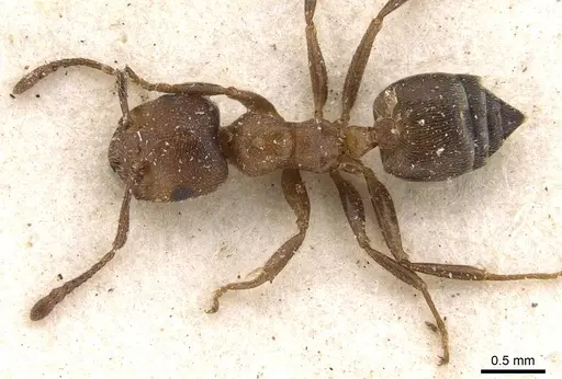 Crematogaster gerstaeckeri specimen CASENT0908559 image casent0908559_1