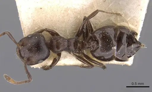 Crematogaster gerstaeckeri specimen CASENT0908560 image casent0908560_1