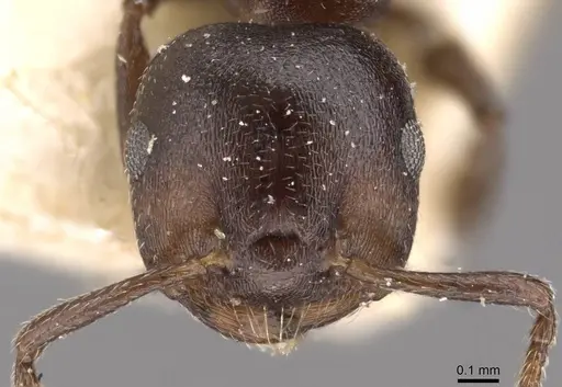 Crematogaster gerstaeckeri specimen CASENT0908560 image casent0908560_2