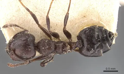 Crematogaster gerstaeckeri specimen CASENT0908561 image casent0908561_1