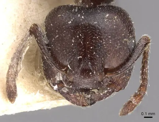 Crematogaster gerstaeckeri specimen CASENT0908561 image casent0908561_2