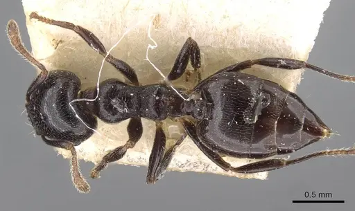 Crematogaster gerstaeckeri specimen CASENT0908562 image casent0908562_1