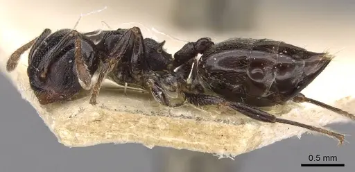 Crematogaster gerstaeckeri specimen CASENT0908562 image casent0908562_3