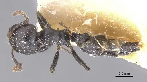 Crematogaster gerstaeckeri specimen CASENT0912671 image casent0912671_1