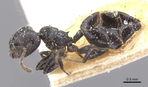 Crematogaster gerstaeckeri specimen CASENT0912671 image casent0912671_3
