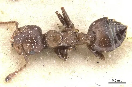 Crematogaster gerstaeckeri specimen CASENT0912672 image casent0912672_1