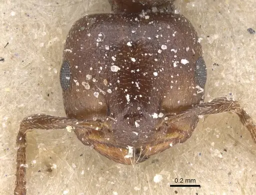 Crematogaster gerstaeckeri specimen CASENT0912672 image casent0912672_2