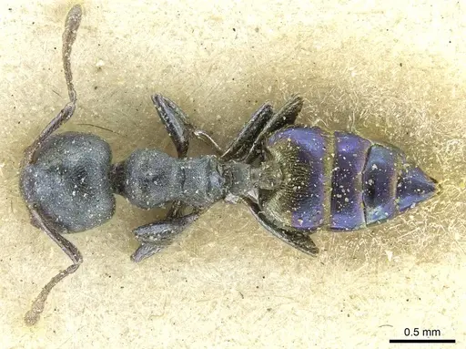 Crematogaster gerstaeckeri specimen CASENT0912673 image casent0912673_1