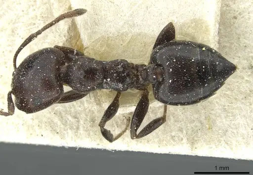 Crematogaster gerstaeckeri specimen CASENT0912674 image casent0912674_1