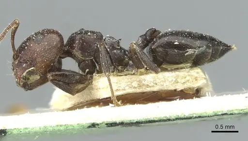 Crematogaster gerstaeckeri specimen CASENT0912674 image casent0912674_3