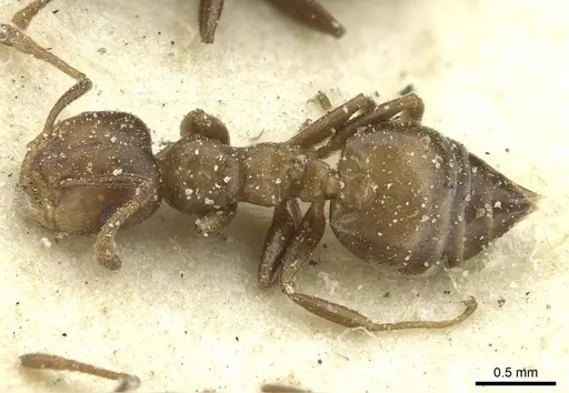 Crematogaster gerstaeckeri specimen CASENT0912675 image casent0912675_1