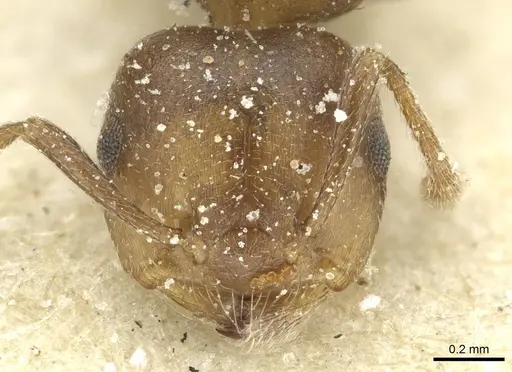 Crematogaster gerstaeckeri specimen CASENT0912675 image casent0912675_2