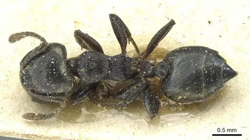 Crematogaster gerstaeckeri specimen CASENT0912677 image casent0912677_1