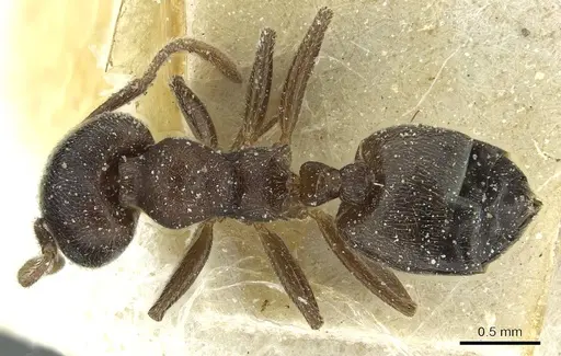 Crematogaster gerstaeckeri specimen CASENT0912678 image casent0912678_1