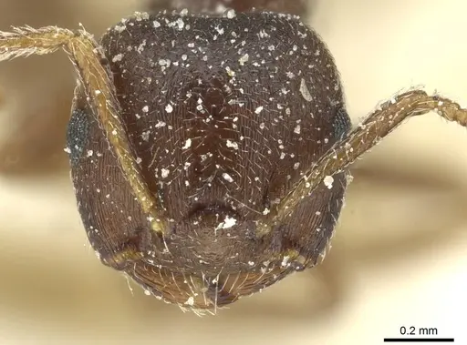 Crematogaster gerstaeckeri specimen CASENT0912678 image casent0912678_2
