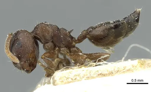 Crematogaster gerstaeckeri specimen CASENT0912678 image casent0912678_3