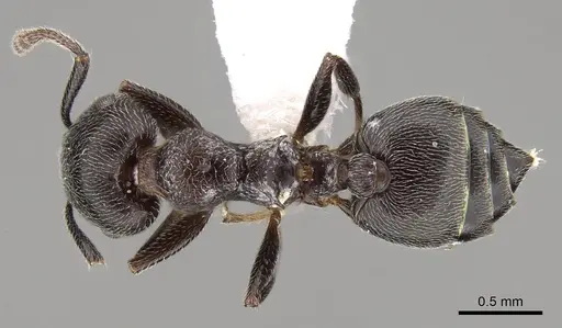 Crematogaster gerstaeckeri specimen CASENT0914295 image casent0914295_1