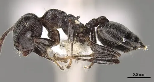 Crematogaster gerstaeckeri specimen CASENT0914295 image casent0914295_3