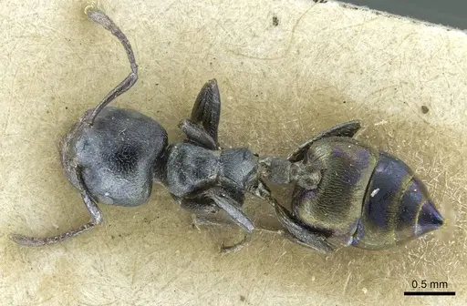 Crematogaster gerstaeckeri specimen RMCAENT000017758 image rmcaent000017758_1