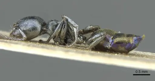 Crematogaster gerstaeckeri specimen RMCAENT000017758 image rmcaent000017758_3