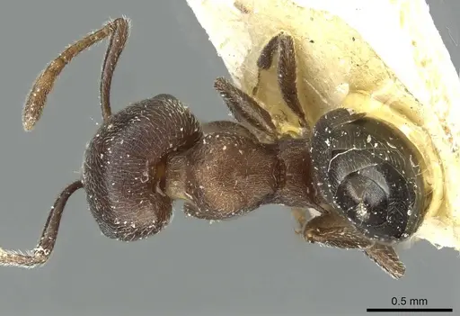 Crematogaster gerstaeckeri specimen RMCAENT000017761 image rmcaent000017761_1
