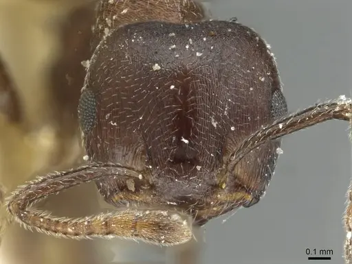Crematogaster gerstaeckeri specimen RMCAENT000017761 image rmcaent000017761_2