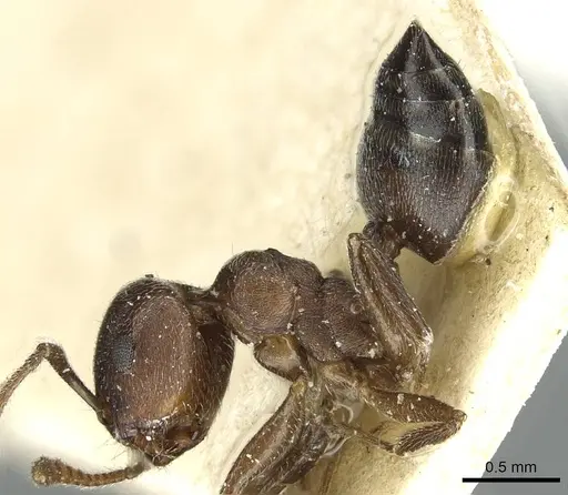 Crematogaster gerstaeckeri specimen RMCAENT000017761 image rmcaent000017761_3
