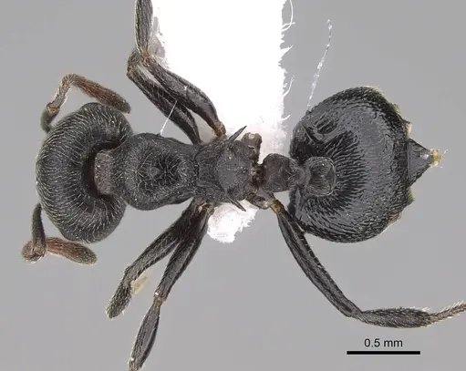 Crematogaster ghoneimi specimen CASENT0746645 image casent0746645_1