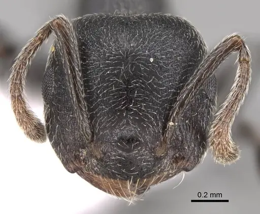 Crematogaster ghoneimi specimen CASENT0746645 image casent0746645_2