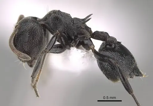 Crematogaster ghoneimi specimen CASENT0746645 image casent0746645_3