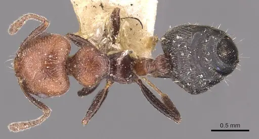 Crematogaster goeldii specimen CASENT0908417 image casent0908417_1